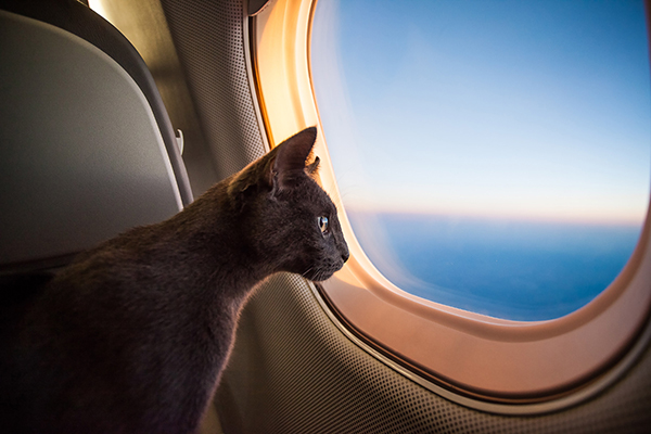 5 Tips For Flying With Your Pet