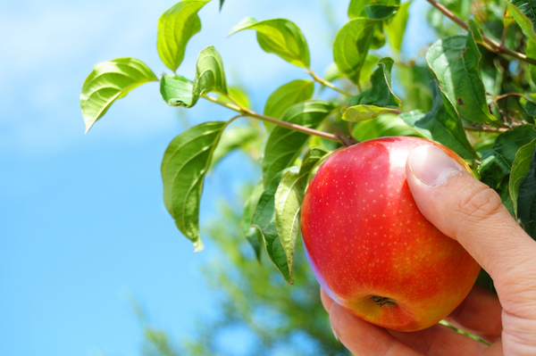 Hand tugging apple off tree with blue sky in background