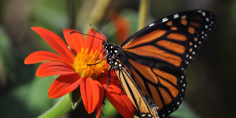 A monarch butterfly feeds from a flower with orange petals