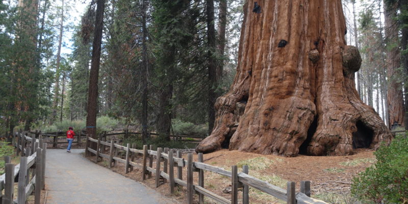 A fenced-lined paved walking trail winds its way through huge brown sequoia trees