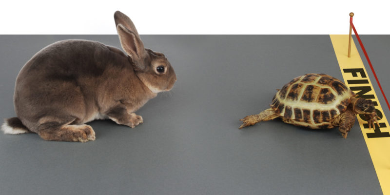 A tortoise crosses a yellow line that says "Finish" with a brown rabbit not far behind