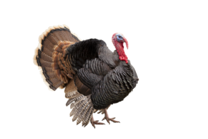 a turkey faces toward the right on a pure white background