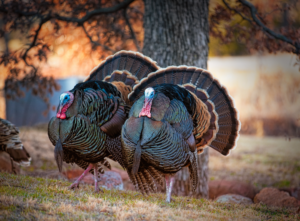 Two plump turkeys strut with feathers out