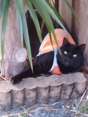 Black cat wearing an orange shirt