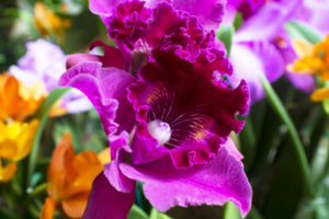 Purple Bearded Iris with orange flowers in background