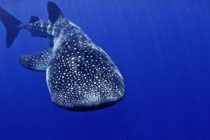 A whale shark swims in blue water toward camera