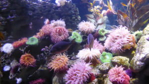 Colorful anemones in an aquarium tank