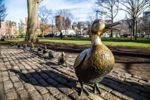 Bronze ducking statues in the Boston Public Garden